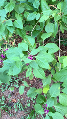Callicarpa americana