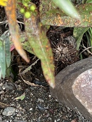 Coleosporium