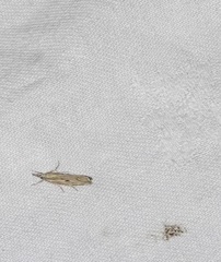 Agriphila geniculea
