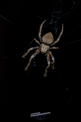 Eriophora