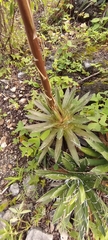 Agave microceps