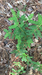 Chamaecrista nictitans