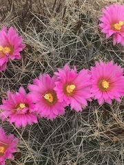 Coryphantha macromeris macromeris