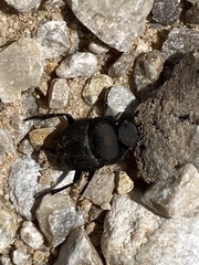 Scarabaeinae