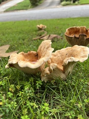 Lactarius psammicola