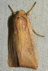 Leucania joannisi