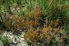 Microcnemum coralloides