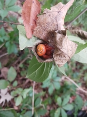 Araneus iviei