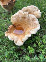 Lactarius psammicola