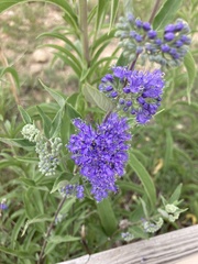 Caryopteris
