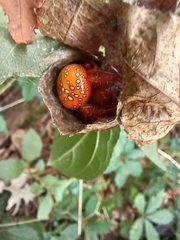 Araneus iviei