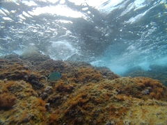 Diplodus sargus