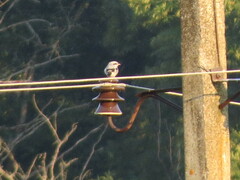 Lanius excubitor