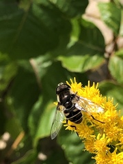 Eristalis dimidiata