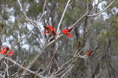 Erythrina