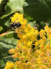 Eristalis dimidiata