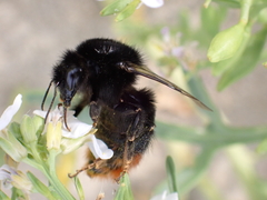 Bombus lapidarius