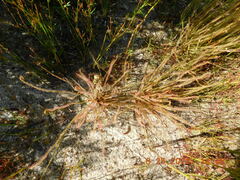 Drosera filiformis