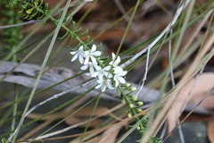 Philotheca hispidula