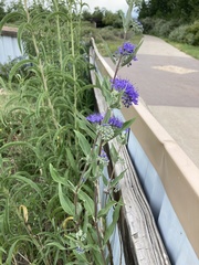 Caryopteris