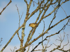 Acrocephalus schoenobaenus