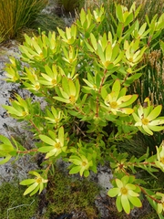 Leucadendron gandogeri