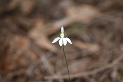 Caladenia catenata
