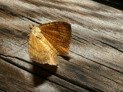 Camptogramma bilineata