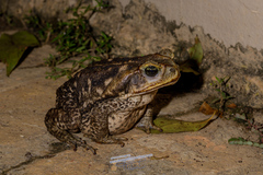 Rhinella diptycha