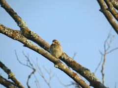 Emberiza schoeniclus