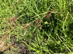 Rhynchospora capitellata