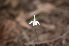 Caladenia catenata