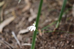 Caladenia catenata