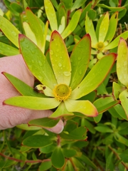 Leucadendron gandogeri
