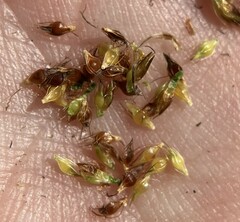 Rhynchospora capitellata