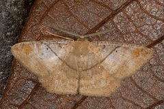 Petelia medardaria