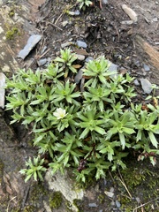 Saxifraga bronchialis