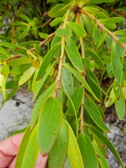 Leucadendron gandogeri