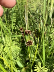 Rhynchospora capitellata