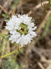Dalea multiflora
