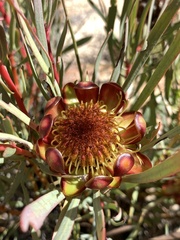 Protea acuminata