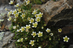 Saxifraga bryoides