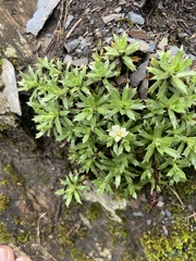 Saxifraga bronchialis