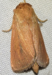 Sesamia nonagrioides