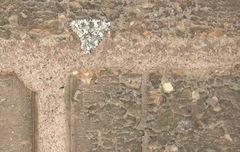 Bryophila domestica