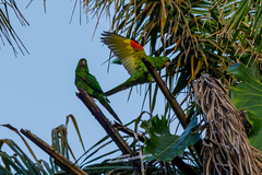 Psittacara leucophthalmus