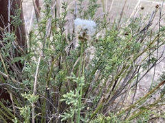 Dalea multiflora