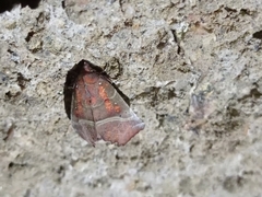 Scoliopteryx libatrix