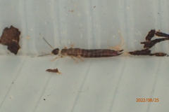 Euborellia annulipes