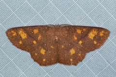 Perixera flavirubra